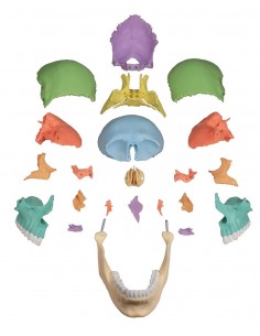 Crânio humano magnético... 2