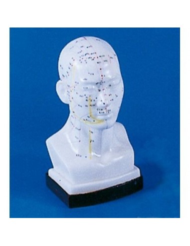 Modelo de cabeça para formação em...
