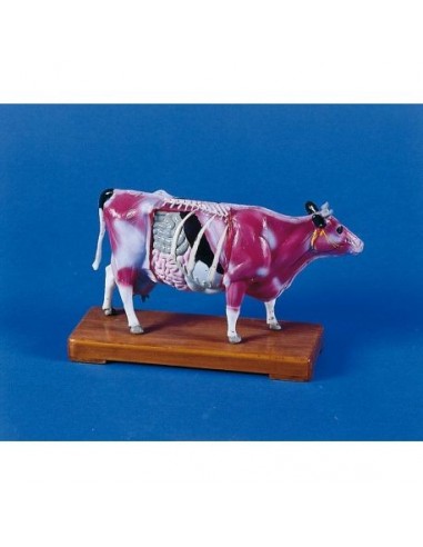 Modelo de vaca para a formação em...
