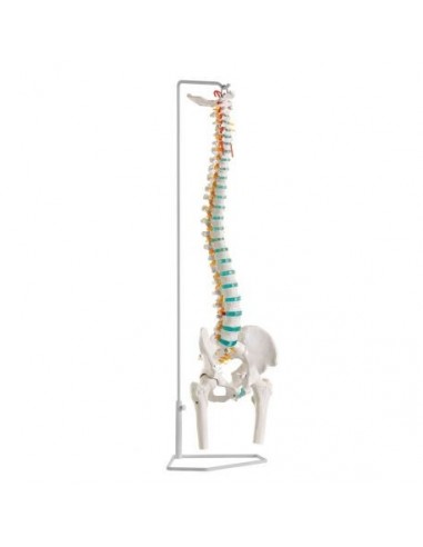 Modelo clássico de coluna vertebral...