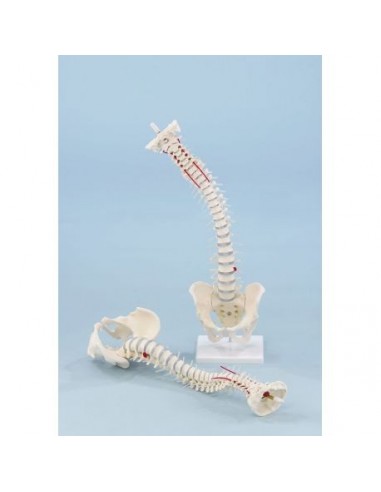 Coluna vertebral robusta e flexível...