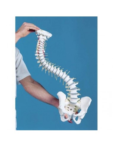 Coluna vertebral flexível com discos...