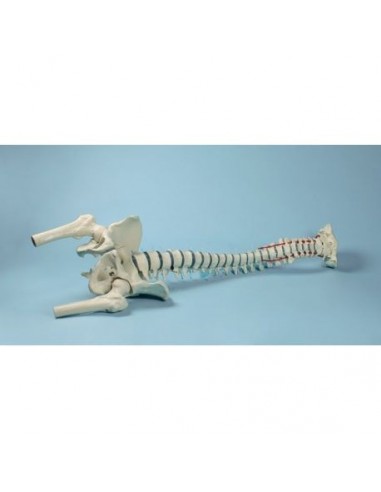 Modelo de coluna vertebral de alta...