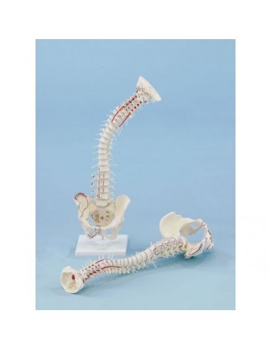 Coluna vertebral de alta qualidade...