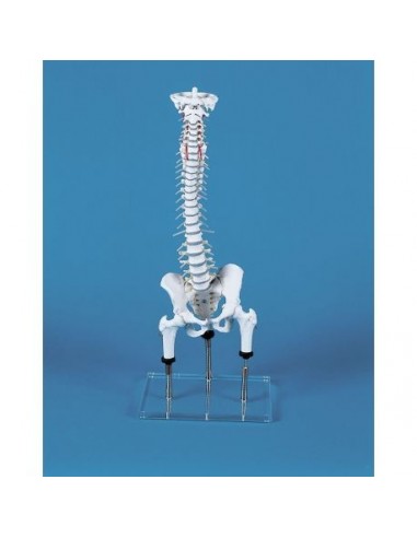 Coluna vertebral para demonstração de...