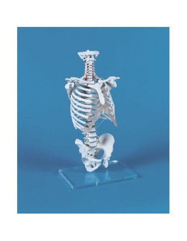 Modelo de coluna vertebral com caixa...