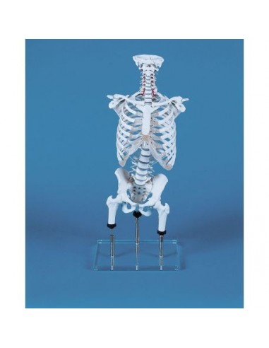 Modelo anatómico da coluna vertebral...
