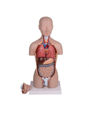 Modelo de torso humano assexuado com...