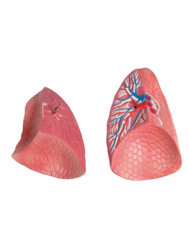 Modelo de torso humano assexuado com...