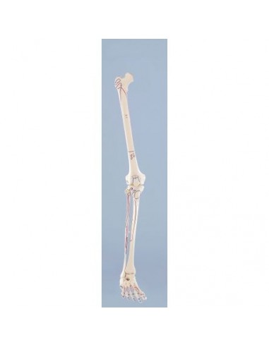 Modelo de esqueleto da perna direita...