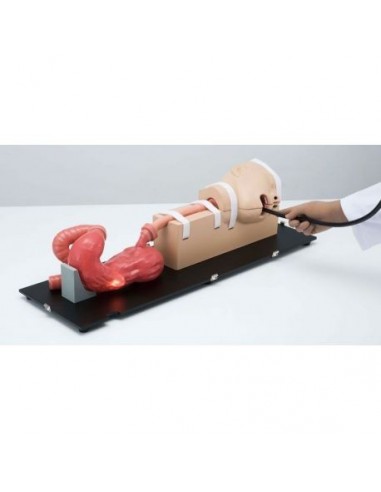 Modelo de simulador médico EGD para...