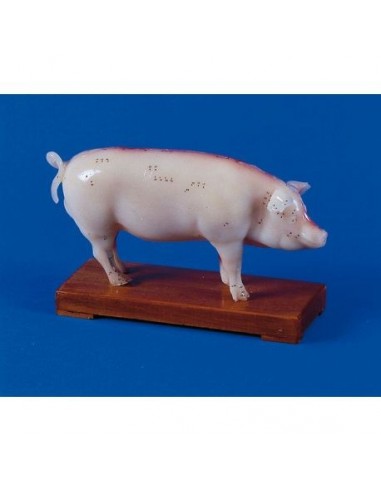 Modelo de treino para acupunctura em...