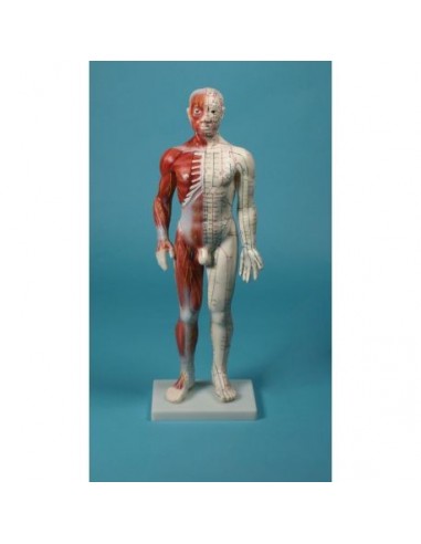 Manequim de ensino de acupunctura...