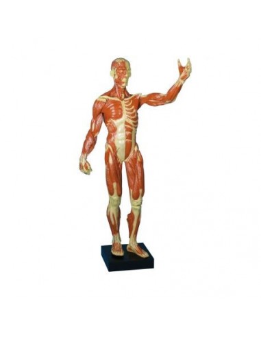 Modelo anatómico de uma figura humana...