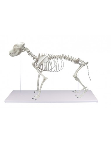 Esqueleto de cão em tamanho real...