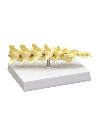 Esqueleto da coluna vertebral canina...