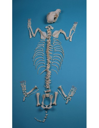 Esqueleto de canídeo, tamanho...