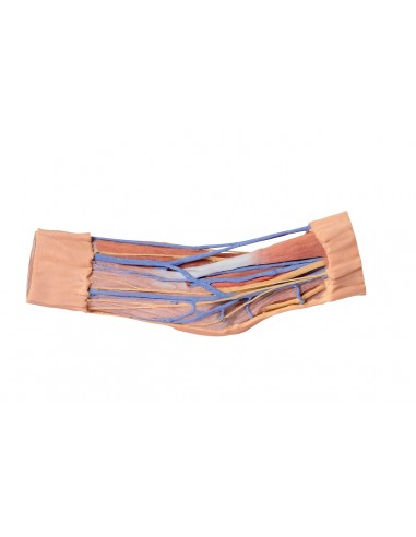 Erler Zimmer 3D anatomy Series MP1750...