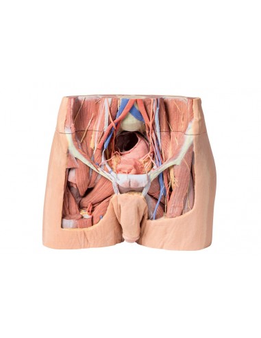 Dissecção da pélvis masculina Erler...