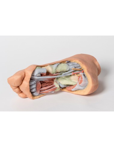 Erler Zimmer Série de anatomia 3D...