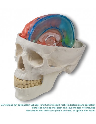 Erler Zimmer Brain Sickle C925