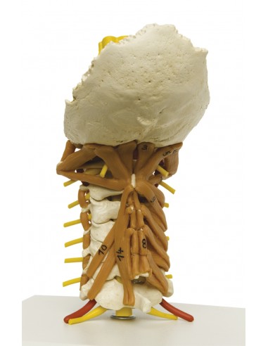 Modelo anatómico da coluna cervical...