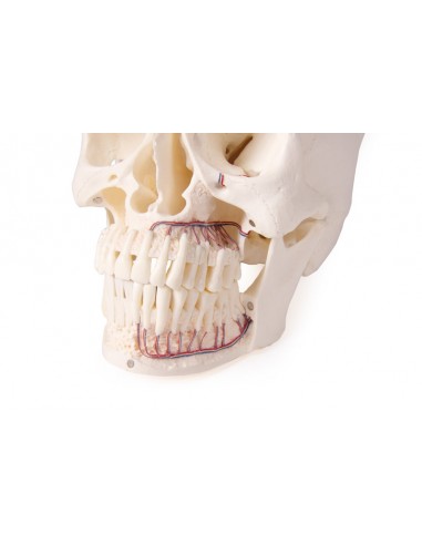 Crânio de luxo para dentisteria e...