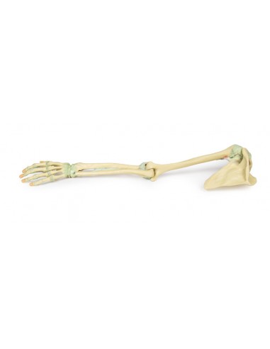 Ligamentos do membro superior - Erler...