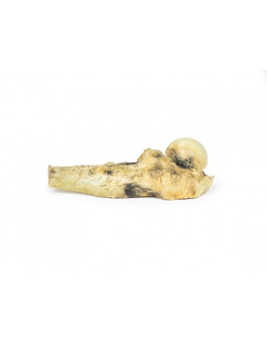 Osteossarcoma do fémur - Erler Zimmer...