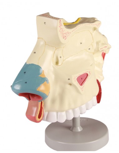 Modelo anatómico da cavidade nasal em...