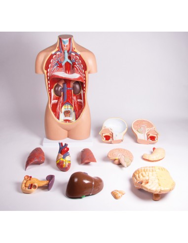 Modelo de torso humano sem género com...