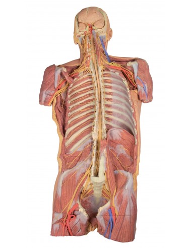 Dissecção ventral profunda do corpo...