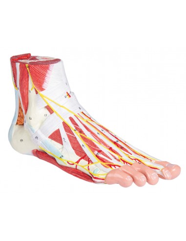 Pé com músculos e ligamentos,...