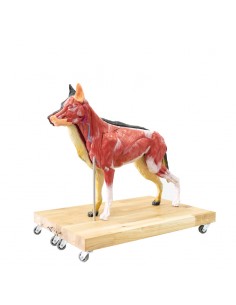 Modelo de cão (pastor... 2