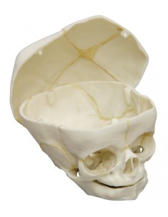 Crânio fetal de 40 semanas...