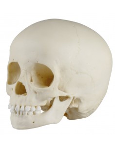 Crânio de uma criança de 3...