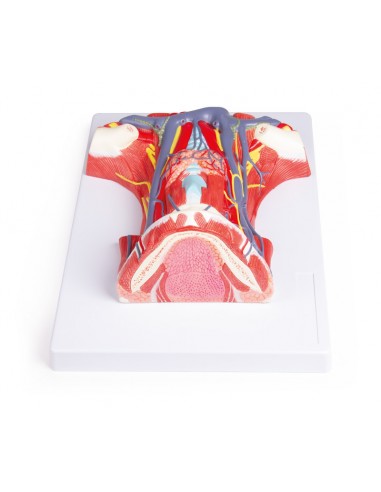 Anatomia do pescoço humano Erler...