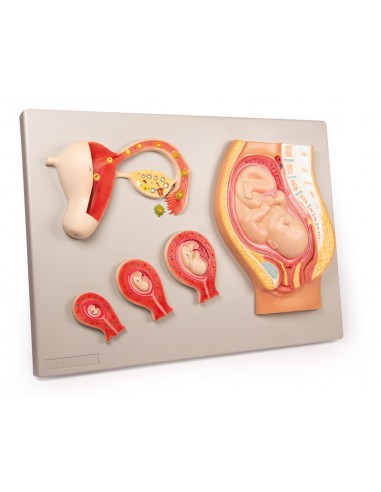 Desenvolvimento fetal Erler Zimmer L101