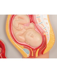 Desenvolvimento fetal Erler... 2