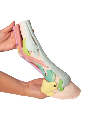 Reprodução da pata de cavalo Modelo 1...