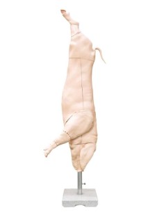 Modelo de carcaça de suíno... 2