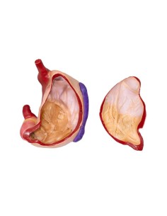 Modelo de estômago de...