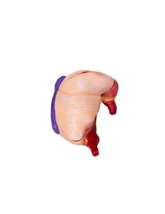 Modelo de estômago de... 2