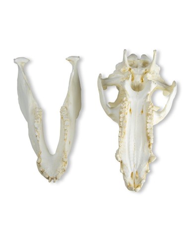 Crânio de porco doméstico (Sus scrofa...