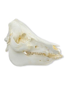 Crânio de porco doméstico... 2