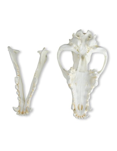 Crânio de lobo (Canis lupus) Lobo do... Crânio de lobo (Canis lupus) Lobo do...