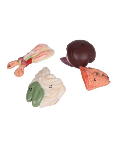 Modelo de dissecação do rato - Erler... Modelo de dissecação do rato - Erler...