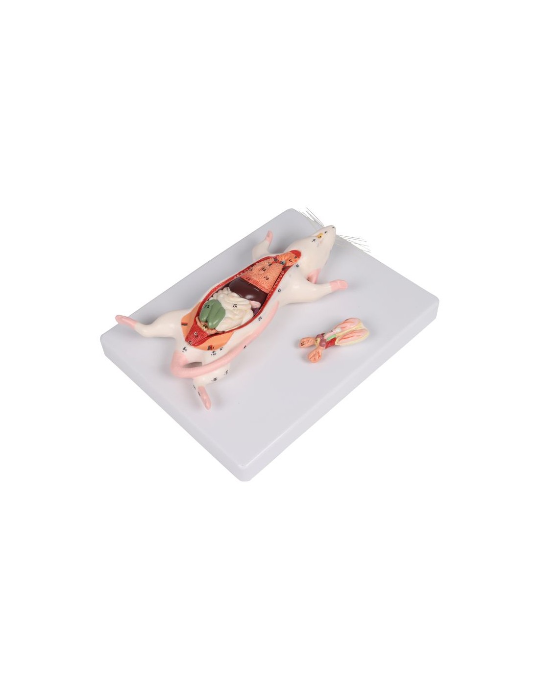 Modelo de dissecação do rato - Erler... Modelo de dissecação do rato - Erler...