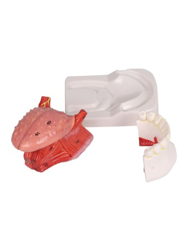 Modelo de língua e dentes, tamanho...