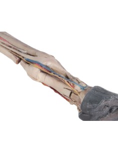 Tendões, ligamentos, vasos... 2